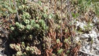 /album/wildflowers/sedum-2-jpg/